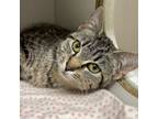 Adopt ORCHID a Domestic Short Hair