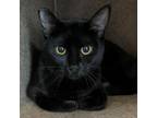 Adopt NOVA a Domestic Short Hair