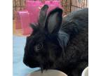 Adopt REGINA GEORGE a Lionhead