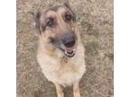 Adopt ACAC-Stray-ac/#24-13161/Vanessa a German Shepherd Dog