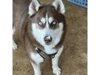 Adopt Lily - Foster a Husky