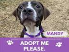 Adopt MANDY a Pit Bull Terrier