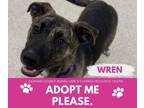 Adopt WREN a Pit Bull Terrier