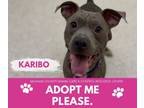 Adopt KARIBO a Pit Bull Terrier