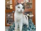 Adopt Gertie a Domestic Short Hair