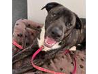 Adopt Bridgette D15547 a Great Dane