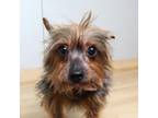 Adopt Flora D15665 a Yorkshire Terrier