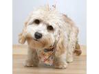 Adopt Aria D15641: No Longer Accepting Applications a Poodle