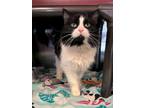 Adopt Minnie a Domestic Long Hair, Domestic Short Hair