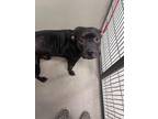 Adopt Rosie 29671 a Pit Bull Terrier