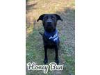 Adopt Honey Bun 29636 a Labrador Retriever, Mixed Breed