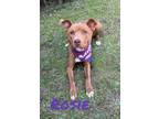 Adopt Rosie 29795 a Pit Bull Terrier, Mixed Breed