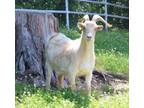 Adopt LORETTA a Goat