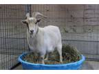 Adopt LORETTA a Goat