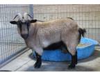 Adopt FERN a Goat