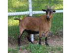 Adopt SWIFT a Goat