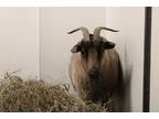 Adopt WILLOW a Goat