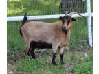 Adopt WILLOW a Goat