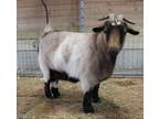 Adopt SHARON a Goat