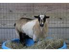 Adopt OLIVIA a Goat