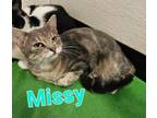 Adopt Missy a Domestic Short Hair