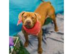 Adopt Azalea a Pit Bull Terrier