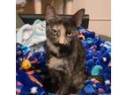 Adopt Meow Mix a Domestic Short Hair
