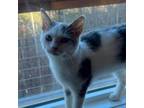 Adopt Della a Domestic Short Hair