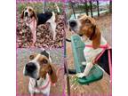 Adopt PETUNIA a Treeing Walker Coonhound