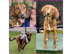 Adopt BESIANA a Plott Hound