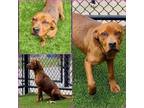 Adopt BRASS a Redbone Coonhound