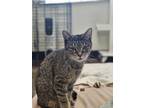 Adopt Lillie a Domestic Short Hair