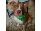 Adopt Strawberry a American Staffordshire Terrier, Mixed Breed