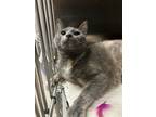 Adopt Rosemary a Domestic Short Hair