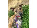 Adopt Pip a Terrier, Mixed Breed