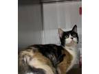 Adopt Whiskey a Domestic Short Hair