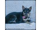 Adopt Payton a Shepherd