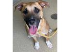 Adopt ANNIE a Mixed Breed