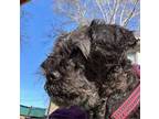 Adopt Rosy a Miniature Poodle