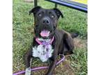 Adopt Moon Pie a Mixed Breed