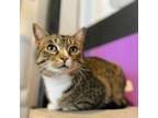 Adopt Dora a Tabby