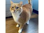 Adopt Princess a Domestic Short Hair