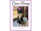 Adopt Queen Rainey a Domestic Short Hair