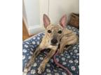 Adopt Maria a Whippet, Terrier