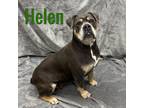 Adopt Helen a American Bully