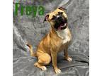 Adopt Freya a Boxer