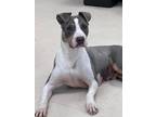 Adopt Zena a Pit Bull Terrier