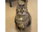 Adopt Mary (and Clyde) a Tabby