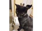 Adopt Mavis a Domestic Short Hair