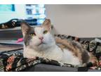 Adopt Patches a American Shorthair, Domestic Short Hair